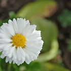 Fiorellino bianco