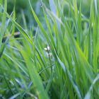 Fiorellino bianco tra verdi fili d'erba