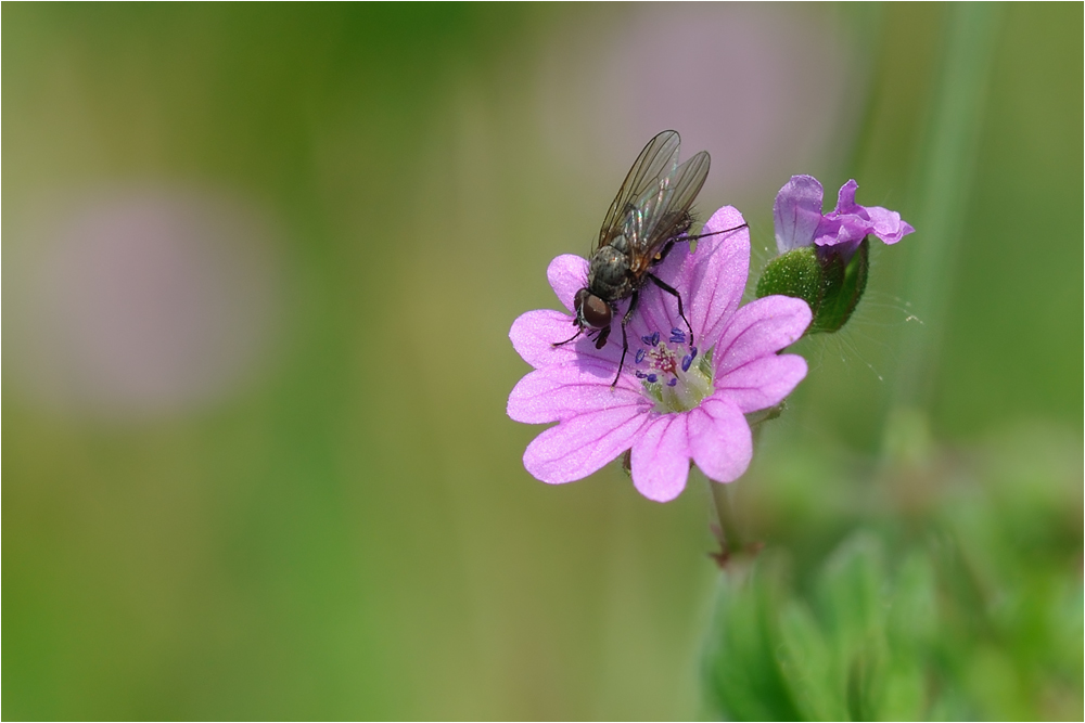 fiorellino con mosca...........rosa