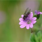 fiorellino con mosca...........rosa