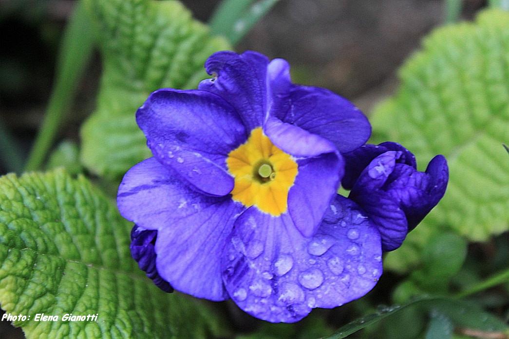 Fiorellino del mio giardino