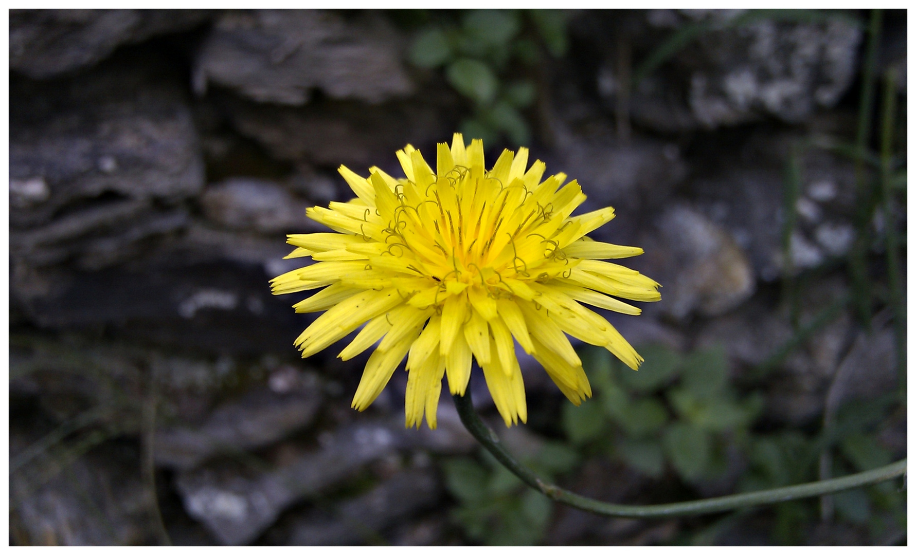 Fiorellino giallo