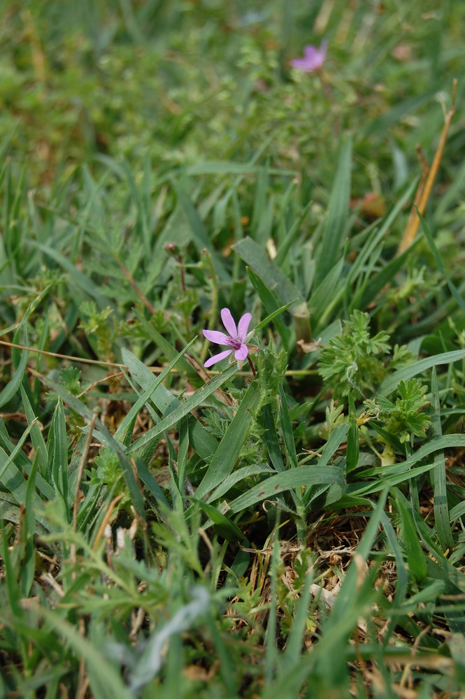 Fiorellino solitario