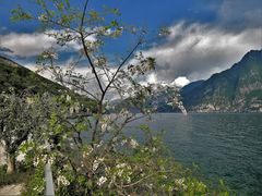 fiori