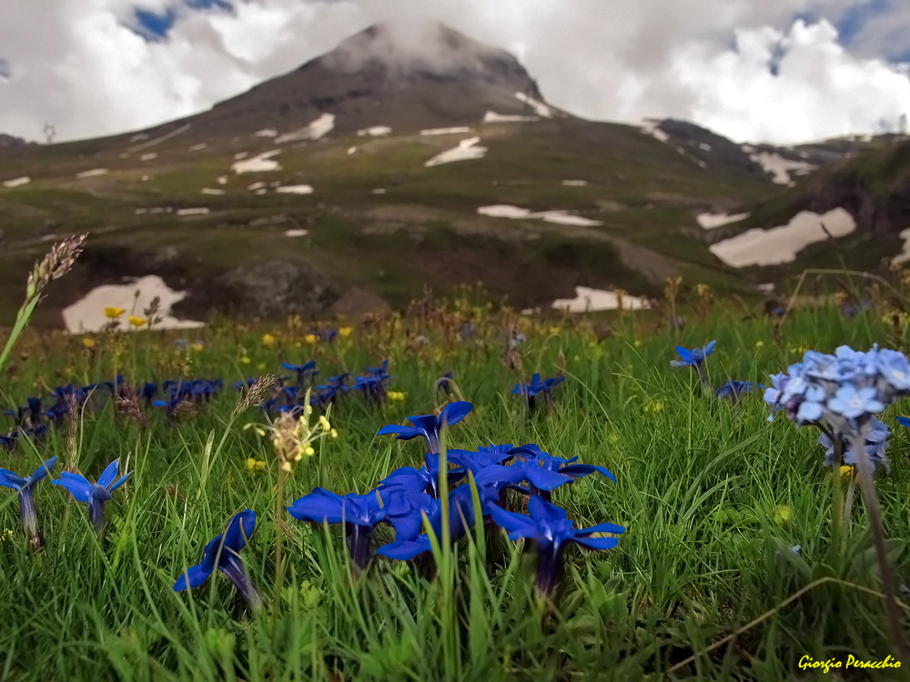 Fiori a Gogo