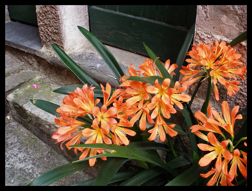 Fiori a Monterosso