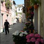 Fiori a Venezia