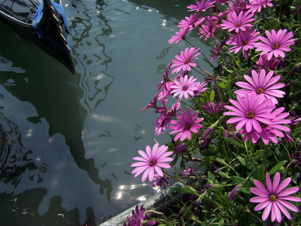 fiori a venezia