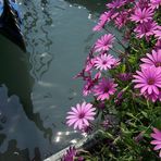 fiori a venezia