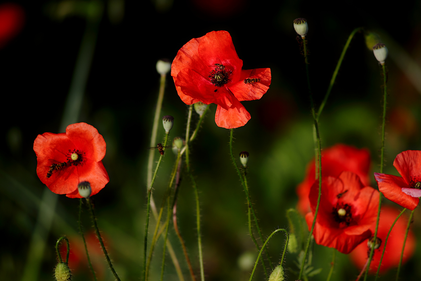 Fiori abitati.