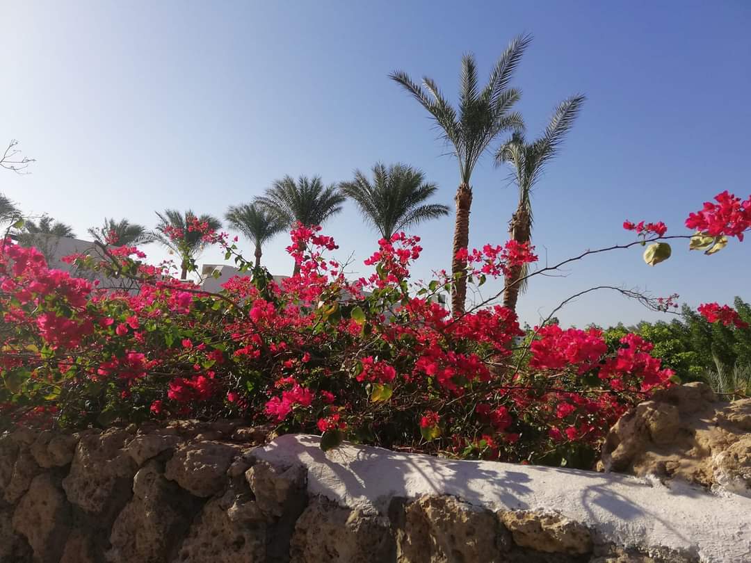 Fiori al Domina Coral Bay di Sharm el Sheikh 