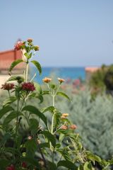 Fiori al mare