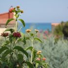 Fiori al mare