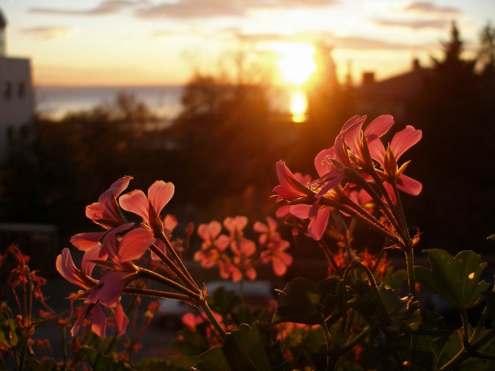 fiori al tramonto