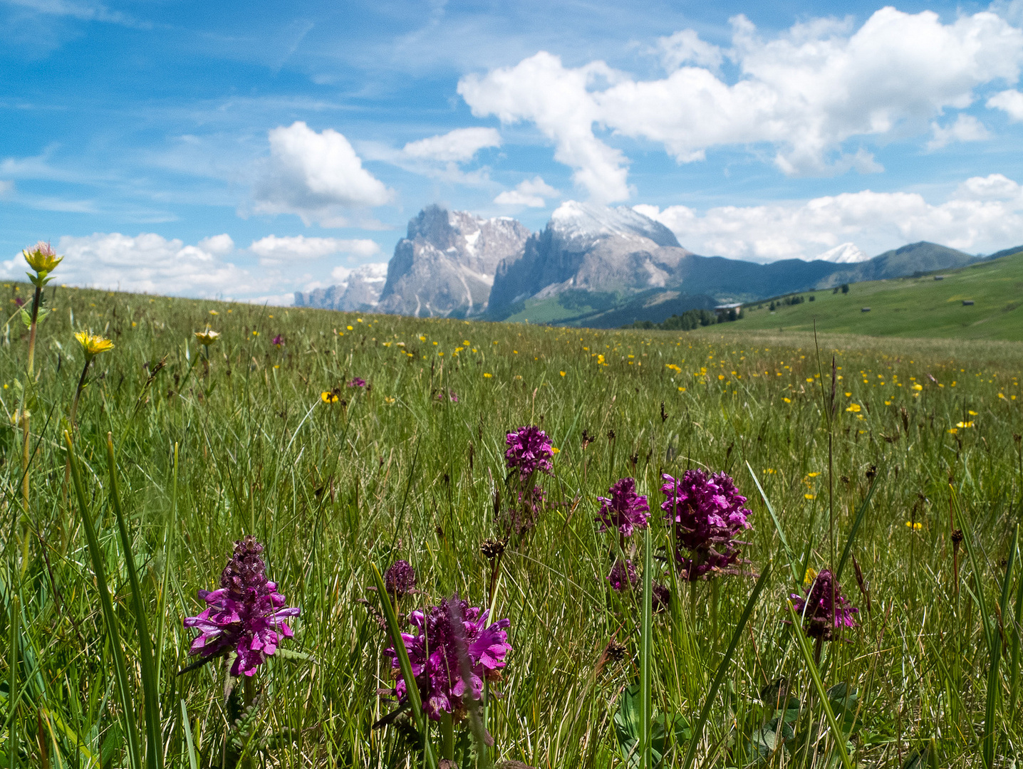 Fiori all' Alpe di Siusi