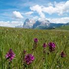 Fiori all' Alpe di Siusi