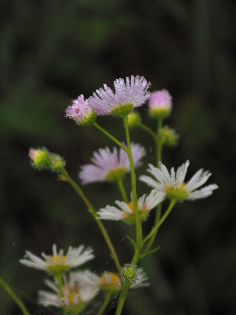 Fiori autunnali