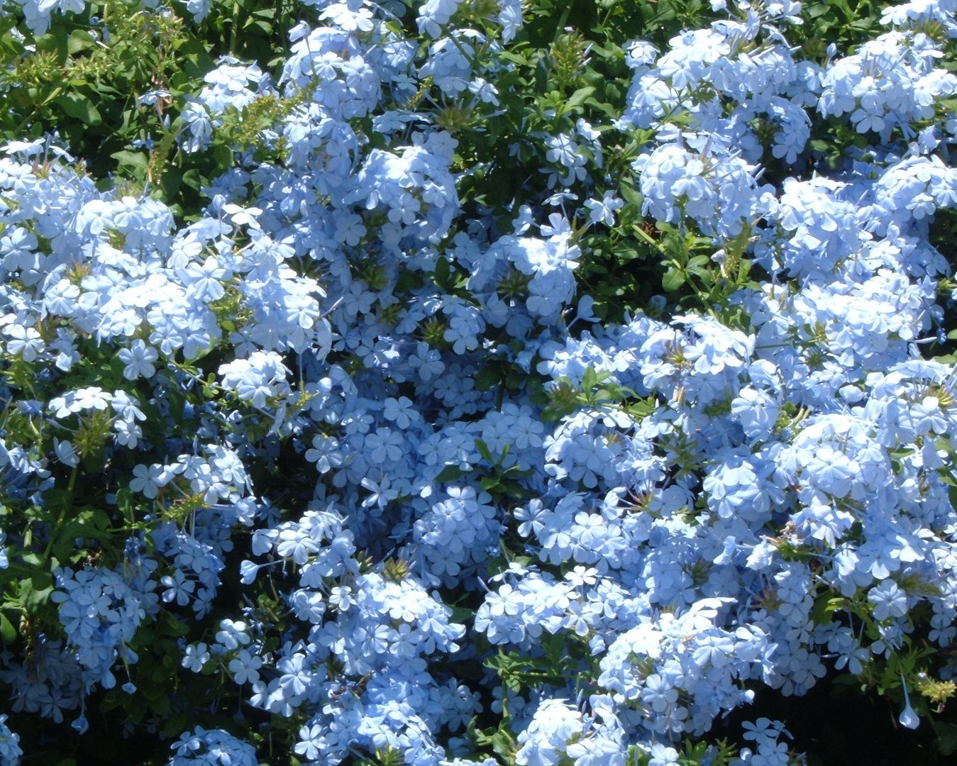 Fiori azzurri