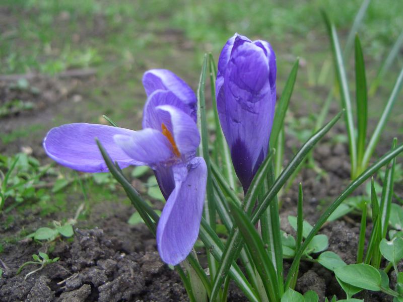 Fiori bagnati