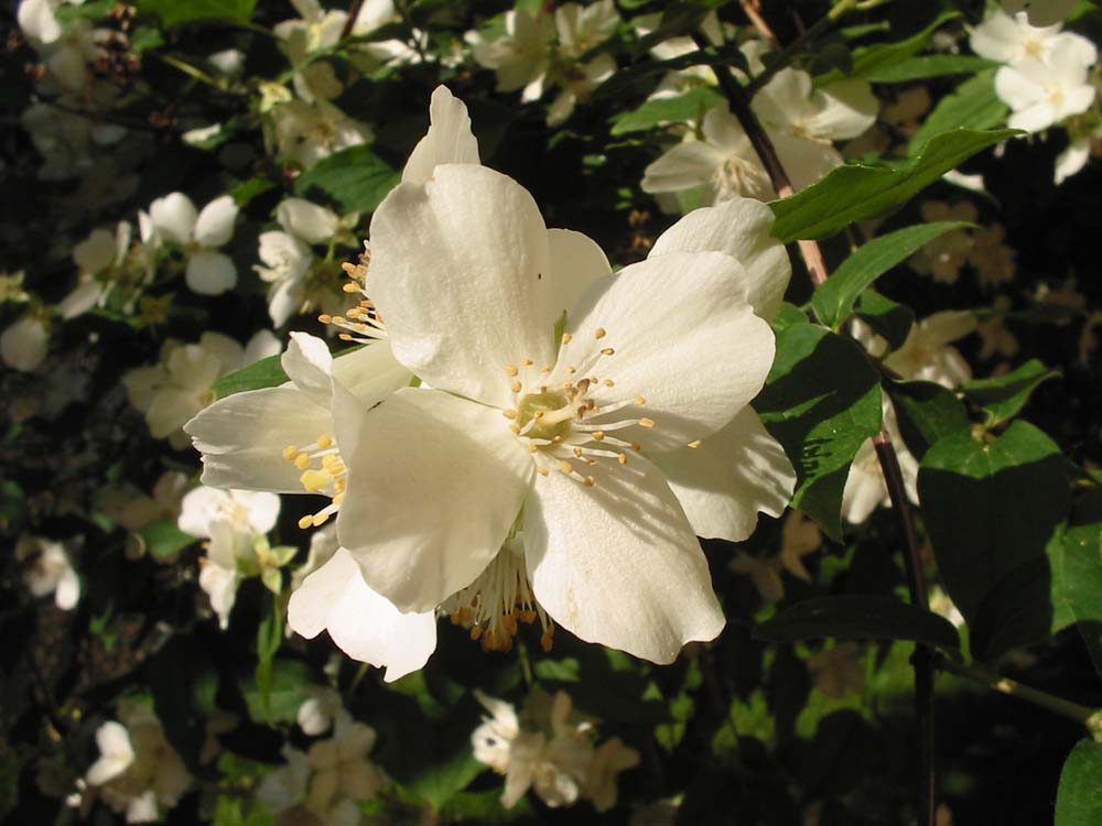 Albero Con Fiori Bianchi Profumatissimi Piante e Fiori Filadelfo (Philadelphus) o fiore degli Albero Con Fiori Bianchi Profumatissimi Piante e Fiori Filadelfo (Philadelphus) o fiore degli