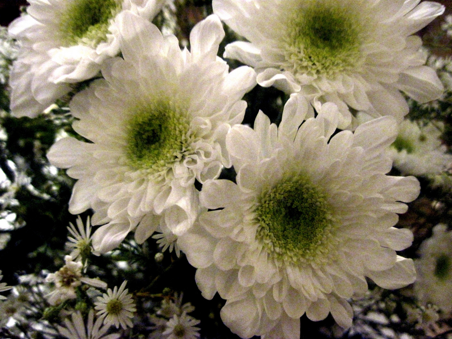 Fiori bianchi Foto % Immagini| piante, fiori e funghi ...