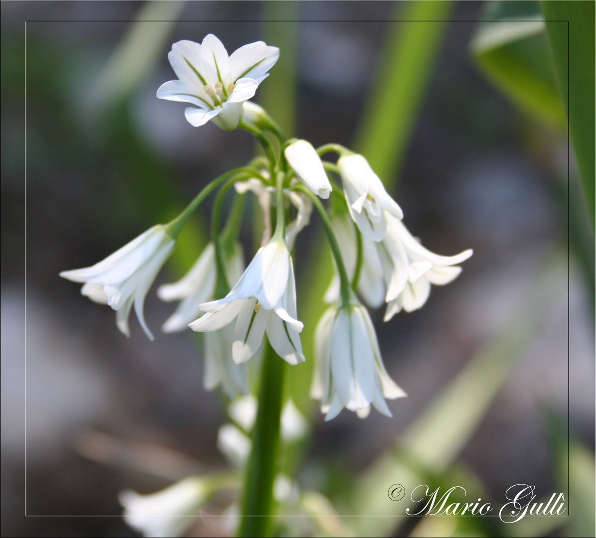 Fiori Bianchi