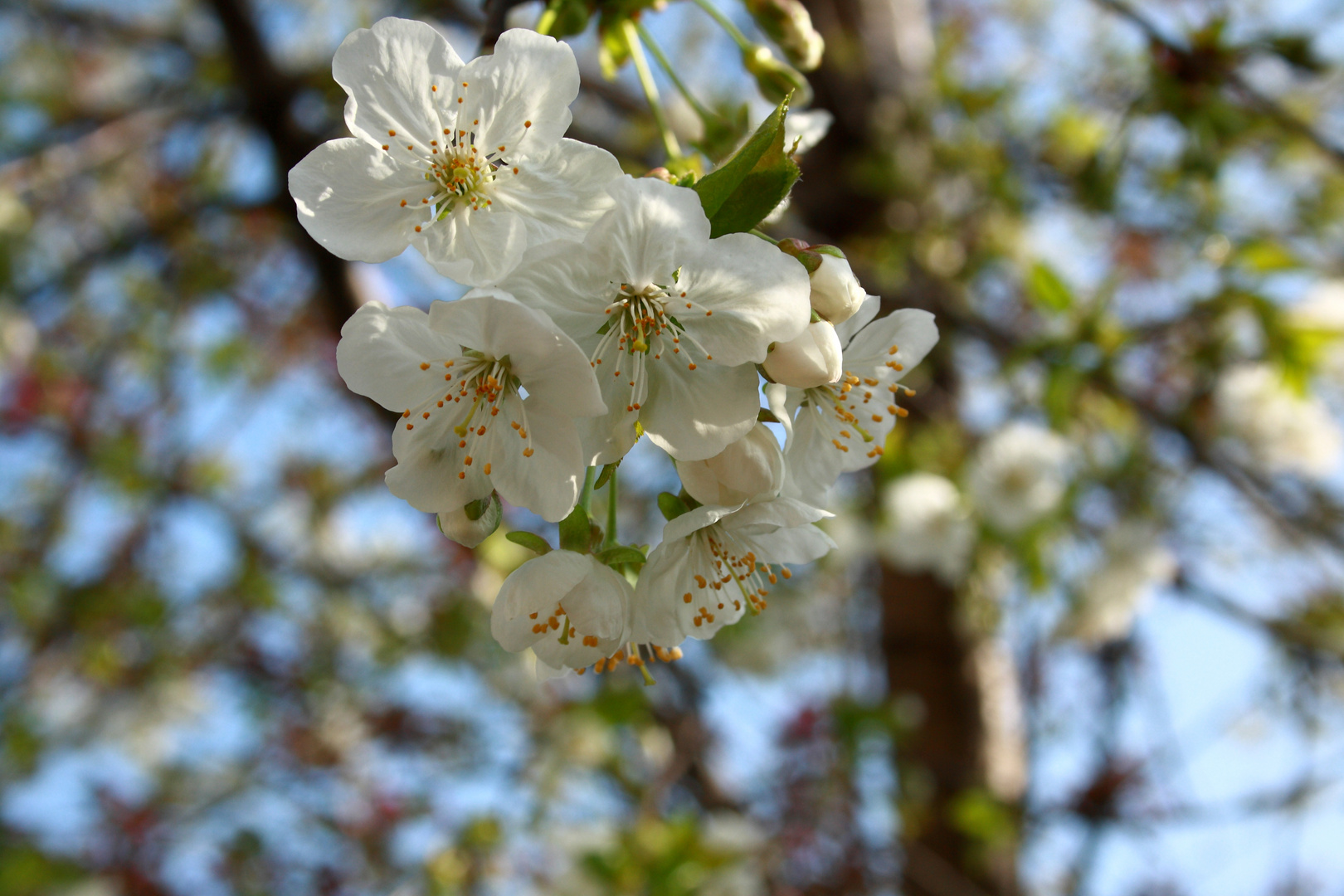 Fiori bianchi