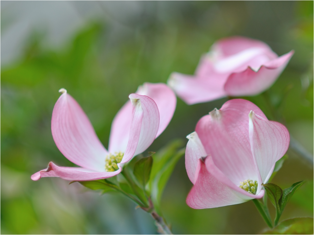 fiori boken