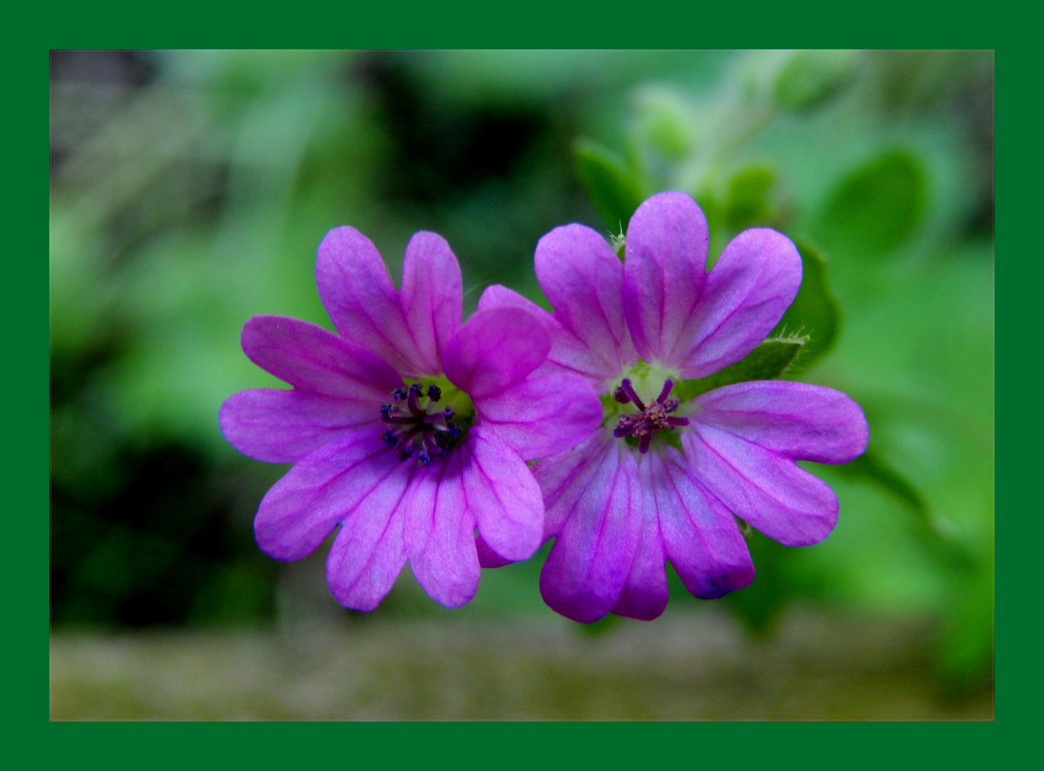 fiori da incorniciare