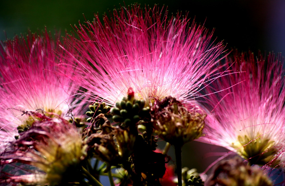 FIORI D'ACACIA