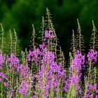 Fiori d'agosto, l'Epilobio