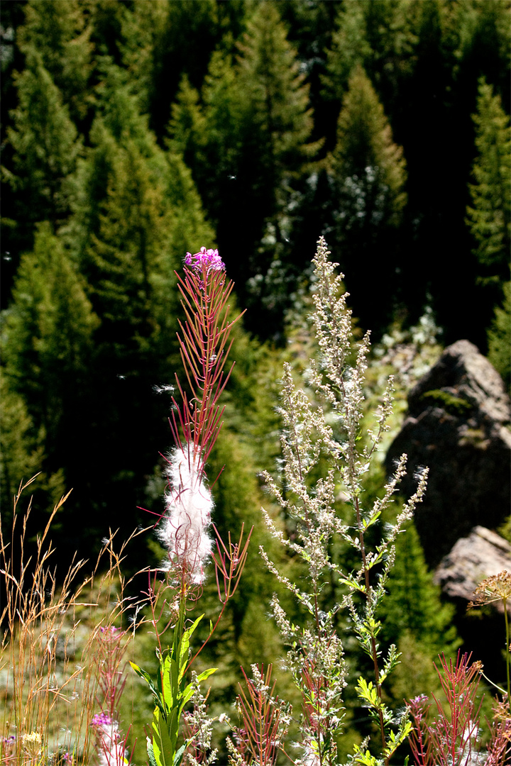 Fiori d'agosto, l'Epilobio.