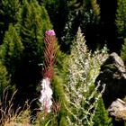 Fiori d'agosto, l'Epilobio.