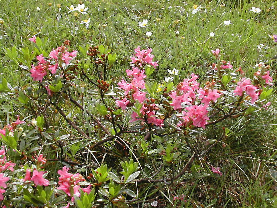 Fiori d'alta montagna