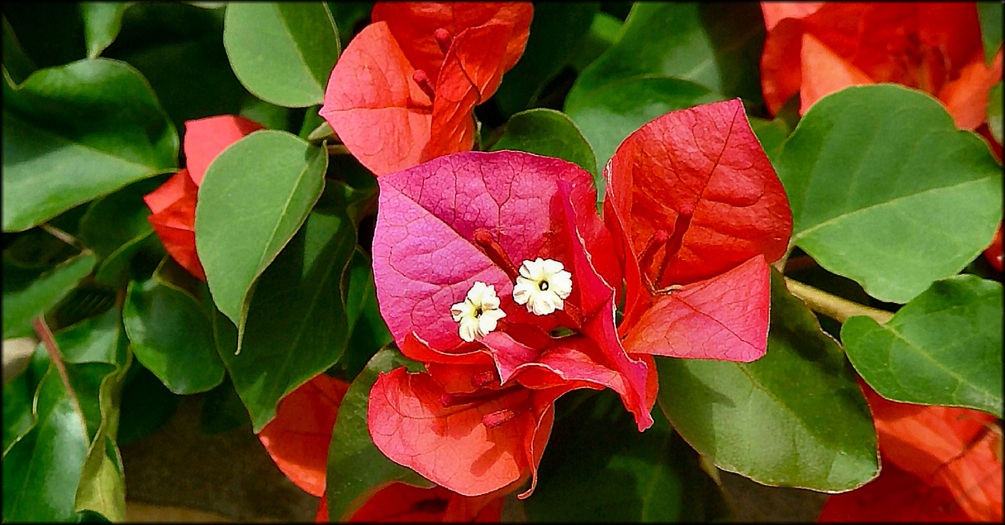 Fiori davanti a casa mia