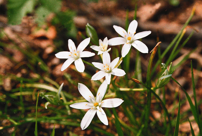 Fiori del bosco