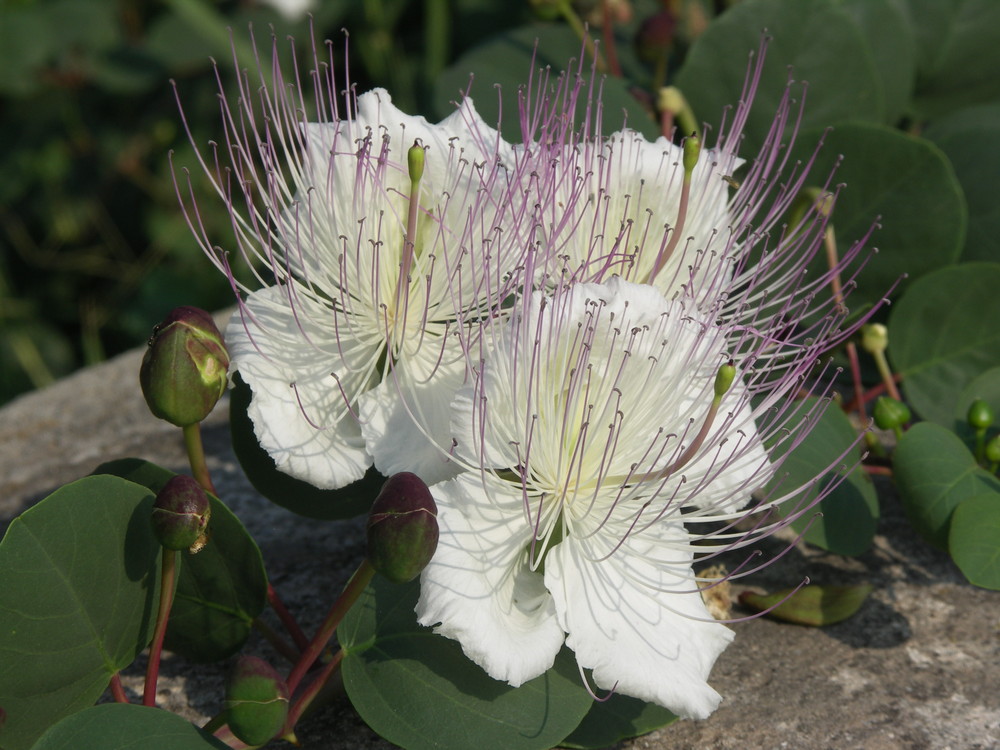 FIORI DEL CAPPERO