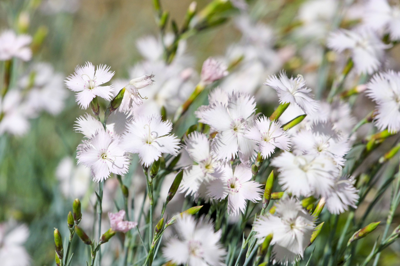 Fiori del Giardino Botanico in Madrid