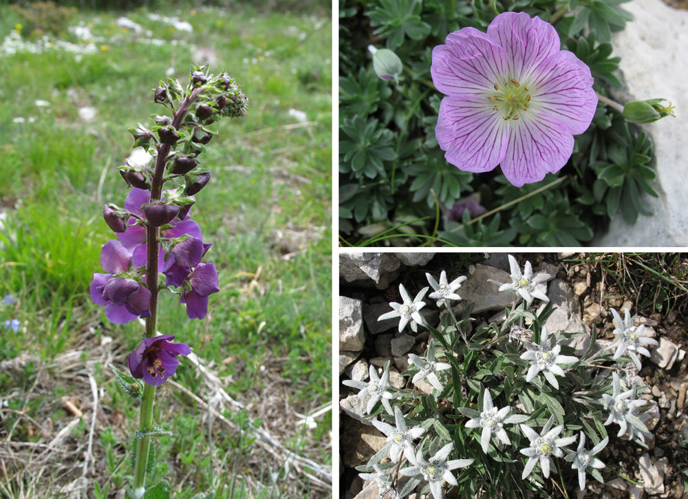 Fiori del Monte Baldo 2