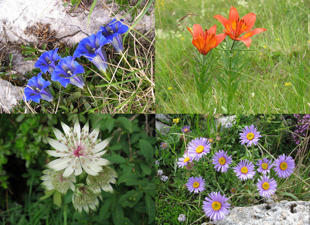 Fiori del Monte Baldo