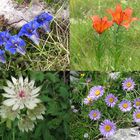 Fiori del Monte Baldo