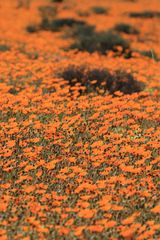 Fiori del Namaqualand