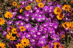 Fiori del Namaqualand