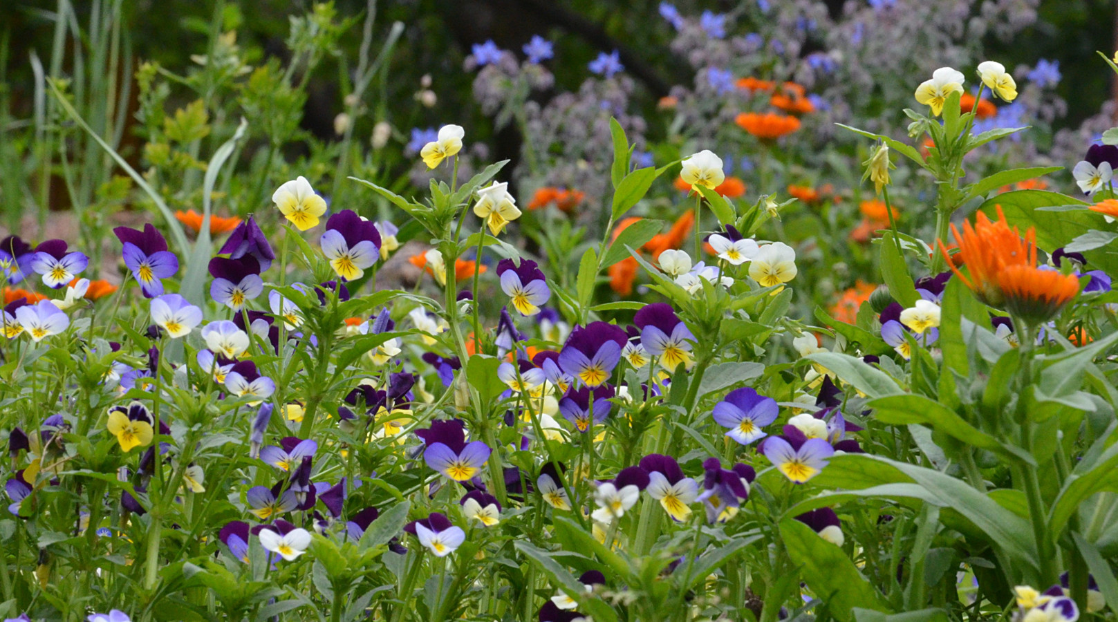 fiori del prato