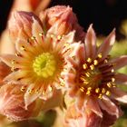 fiori del terrazzo