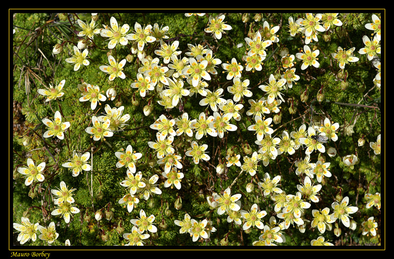 Fiori della Valle d'Aosta 1