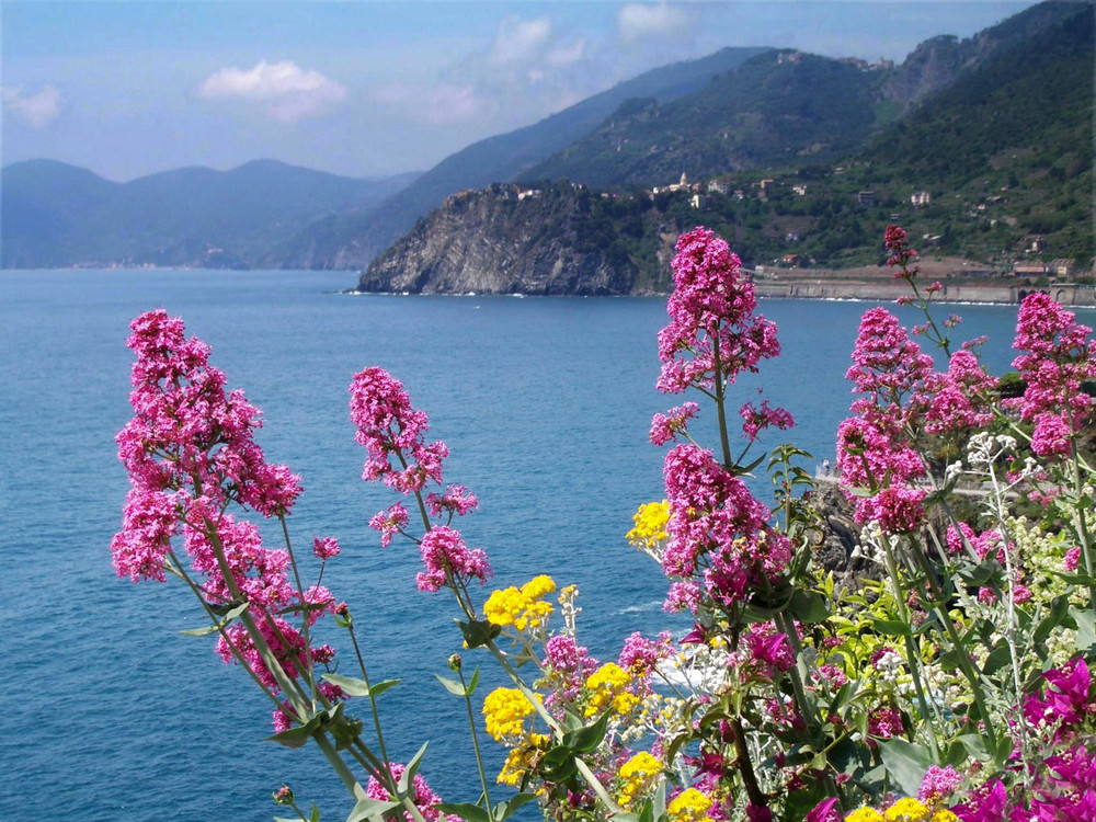 fiori delle Cinque Terre Foto % Immagini| paesaggi, mare ...