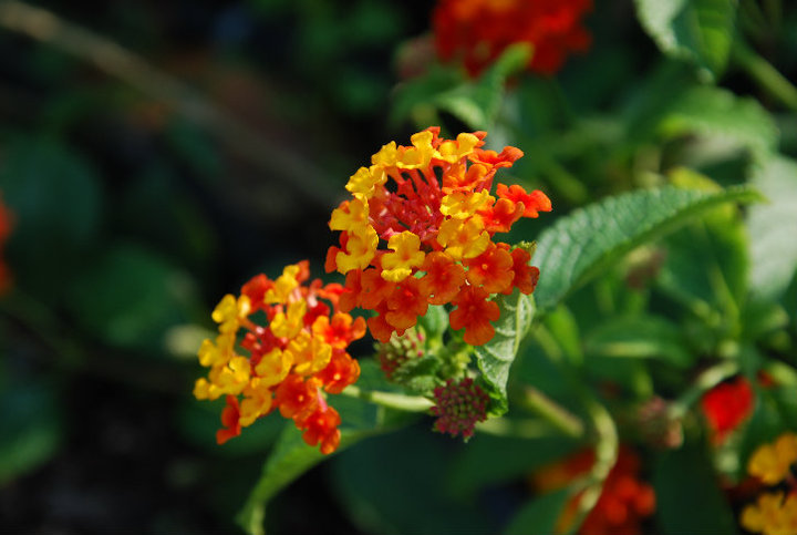 Fiori d'estate.