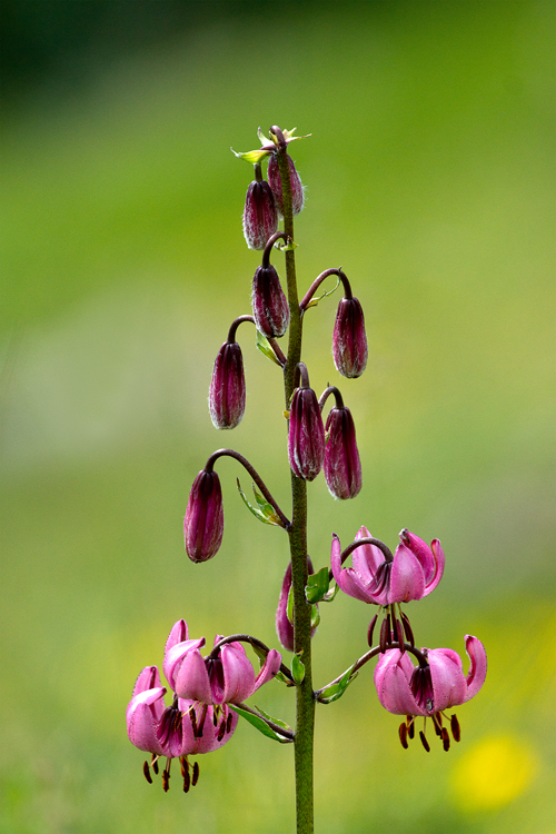 Fiori d'estate