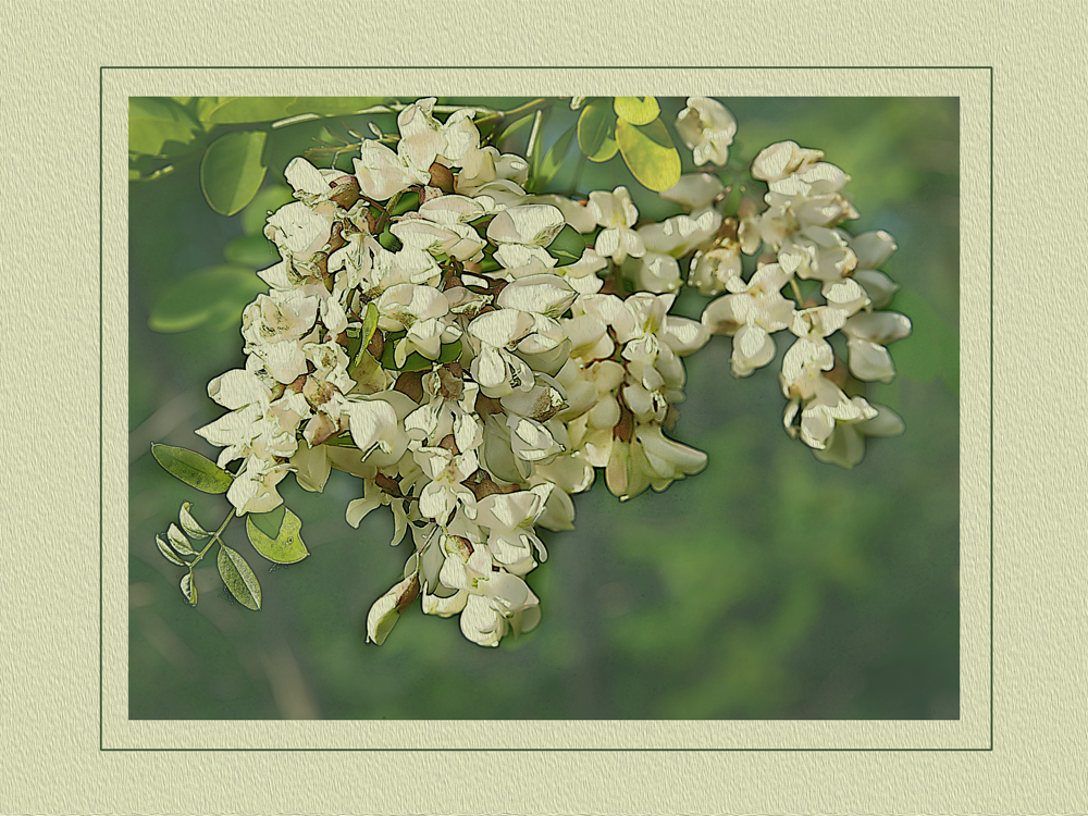 FIORI DI ACACIA